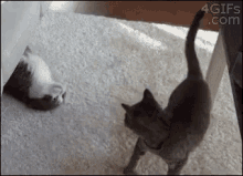 Cat Sneak Attack GIFs | Tenor
