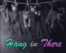 Hang In There Hanging GIF - Hang In There Hanging Hanging Cat GIFs