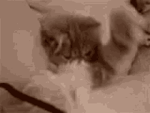 Cat Kitten GIF - Cat Kitten Facepalm GIFs