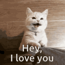 Hey I Love You GIF - Hey I Love You Cat GIFs