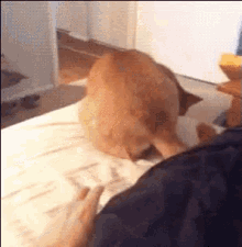 Ale Dog GIF - Ale Dog Excited GIFs