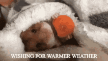 Wishing For Warmer Weather GIF - Warm Weather Wishing For Warmer Weather When You Miss Warm Weather GIFs