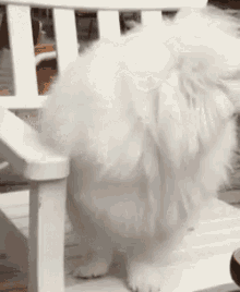 小狗  狗狗 博美 可爱 GIF - Puppy Dog Pomeranian GIFs