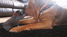 Playing Care GIF - Playing Care Affection GIFs