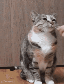 cat shakehand