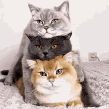 Cat Stacked GIF - Cat Stacked Kittens GIFs