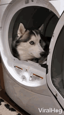 Husky Inside The Dryer Viralhog GIF - Husky Inside The Dryer Viralhog New Dog House GIFs
