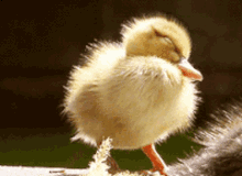 Baby Chicken GIF - Baby Chicken Chick GIFs