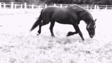 Horse Gallop GIF - Horse Gallop Trot GIFs