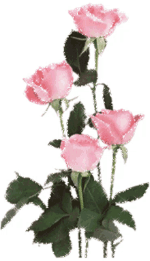 nasserq ross flowers pink rose roses