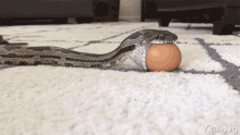 hungry viralhog