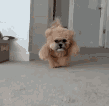 Cute Dog GIF - Cute Dog Teddy Bear GIFs