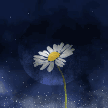 flower daisy