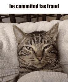 Cat He Commited Tax Fraud GIF - Cat He Commited Tax Fraud GIFs