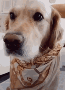 Pet Lover GIF - Pet Lover Dog GIFs