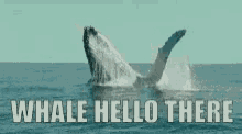 whale hello there whale hi there