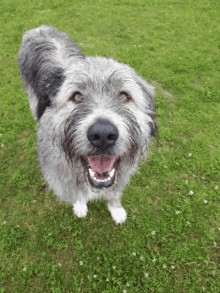 Kratu Happy Dog GIF - Kratu Happy Dog Dog Smile GIFs