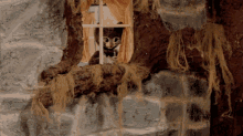reveenka the foxs widow norway ivo caprino stop motion reveenka the foxs widow norway ivo caprino stop motion