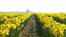 Daffodil GIF - Daffodil Flower Field Windy GIFs