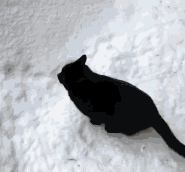 cat-disapear-cat-snow.gif