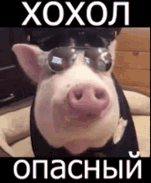 %D1%85%D0%BE%D1%85%D0%BE%D0%BB %D1%81%D0%B2%D0%B8%D0%BD%D1%8C%D1%8F