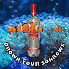 Drown Your Sorrows Get Drunk GIF - Drown Your Sorrows Get Drunk Get Pissed GIFs