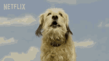 Bark Woof GIF - Bark Woof Dog GIFs