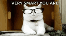 Cats In GIF - Cats In Glasses GIFs
