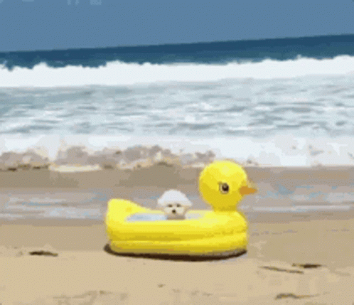 Beach Summer Vibes GIF - Beach Summer Vibes Duck - Discover & Share GIFs