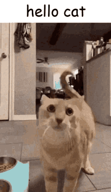 Hello Cat Hello Chat GIF - Hello Cat Hello Cat GIFs