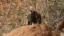 Puppy Curious GIF - Puppy Curious Painted Wolf GIFs