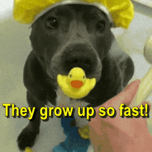 They Grow Up So Fast Funny Animals GIF - They Grow Up So Fast Funny Animals GIFs
