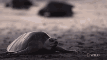 Crawling Nat Geo Wild GIF - Crawling Nat Geo Wild World Turtle Day GIFs