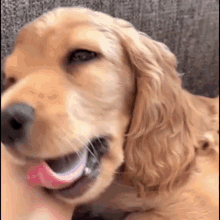 Cute Puppy Puppy GIF - Cute Puppy Puppy Yawn GIFs