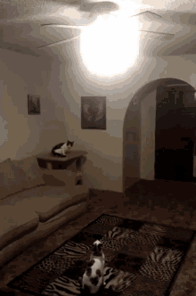 energy lights cats jump