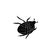beetle stuck upside down boglio laurene boglio