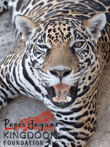 Jaguar Animal GIF - Jaguar Animal Kingdoom Foundation GIFs