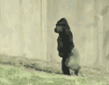 Funny Animals Walking GIF - Funny Animals Walking Gorilla GIFs
