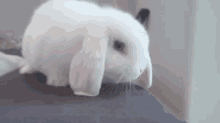 Did I Leave The Oven On? GIF - Bunny Rabbit Thinking GIFs