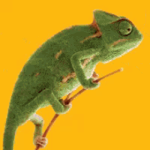 Chameleon Food GIF - Chameleon Food GIFs