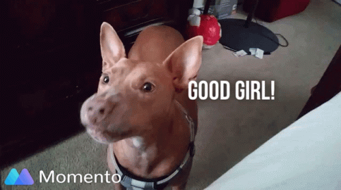 Good Girl Job GIF - Good Girl Job Dog - Discover &amp; Share GIFs