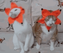 cats happy and sad dont care dance