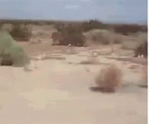 Bola De Feno Desert GIF - Bola De Feno Desert - Descubre & Comparte GIFs