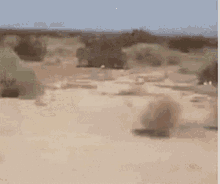 Bola De Feno Desert GIF - Bola De Feno Desert GIFs