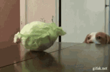 cabbage crazy dog