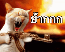 angry cat shooting gun