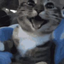 Small Smile Cat GIF - Small Smile Cat GIFs