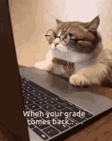 Cat School GIF - Cat School Grade GIFs