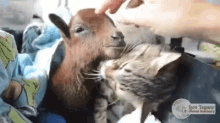 Baby Goat GIF - Baby Goat Scratch Cat GIFs