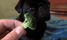 Pug Broccoli GIF - Pug Broccoli Veggies GIFs